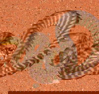 Red Desert Reptiles - Tourism Townsville