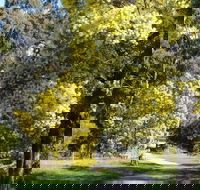 Wattle Park