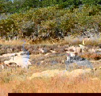 Cape Keraudren Nature Reserve - Tourism Townsville