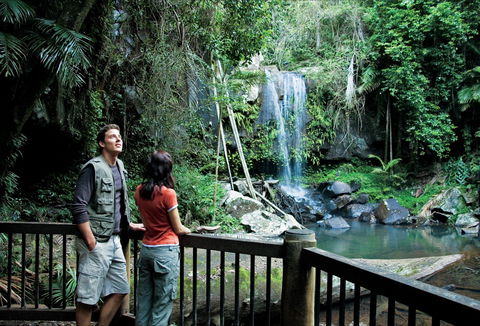Curtis Falls Track, Tamborine National Park - Tourism Townsville 0