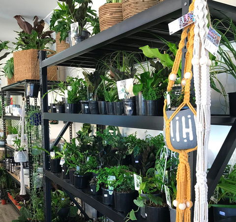 Fancy Plants - Tourism Townsville 0