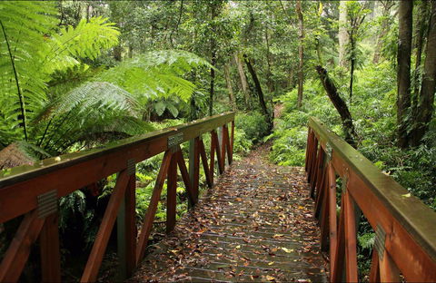 Goodenia Rainforest Walking Track - Tourism Townsville 0