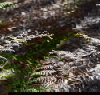Langwarrin Flora and Fauna Reserve Walking Trails