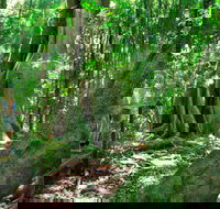 Mary Cairncross Scenic Reserve - Tourism Townsville