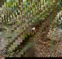 Palm Forest Walking Track - Tourism Townsville