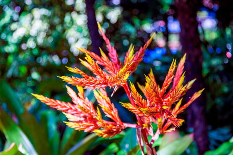 Queens Gardens - Tourism Townsville 2