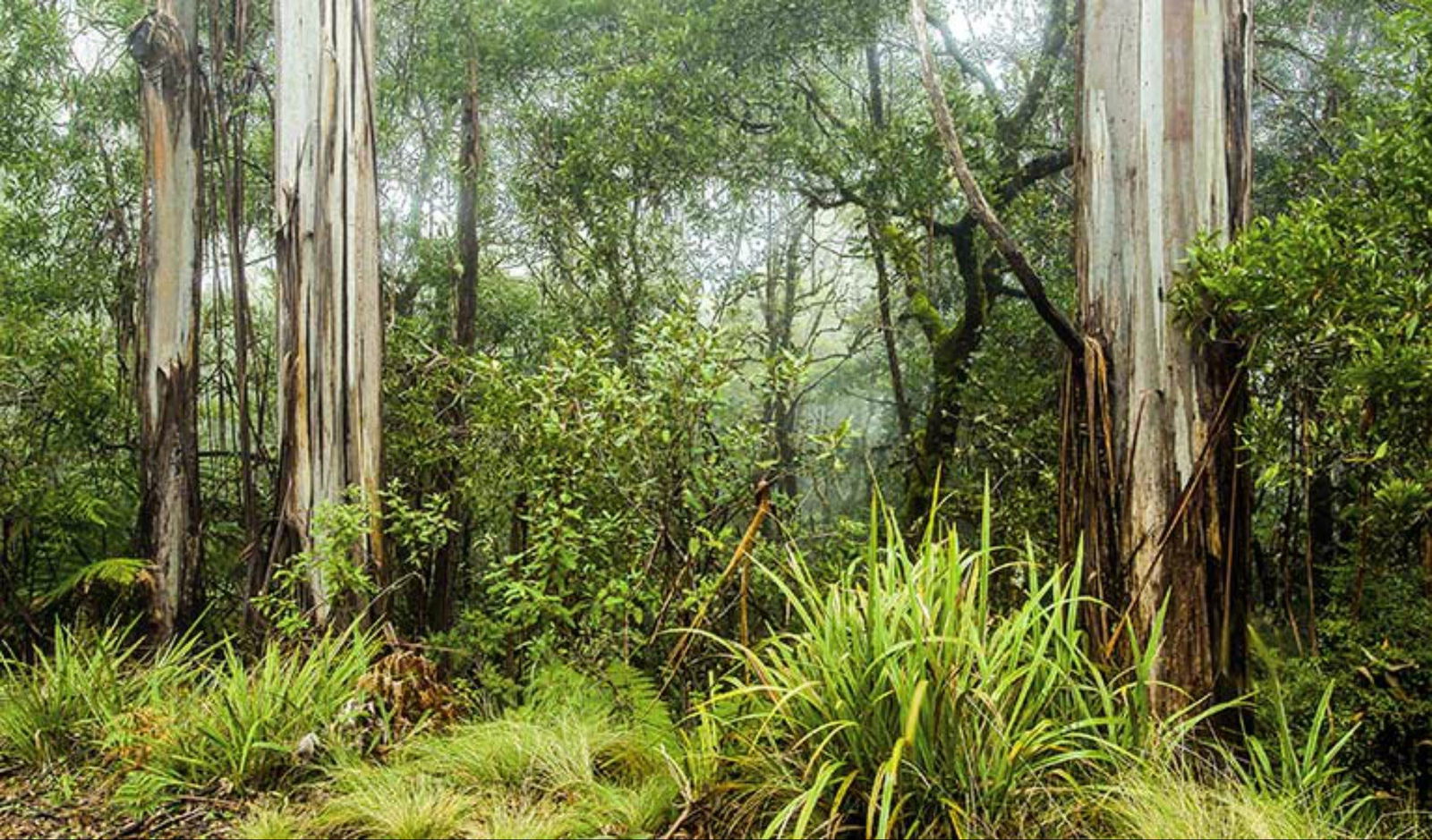 Unumgar NSW Tourism Townsville