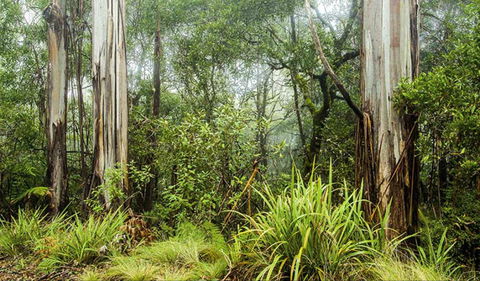 Rosewood Loop - Tourism Townsville 0