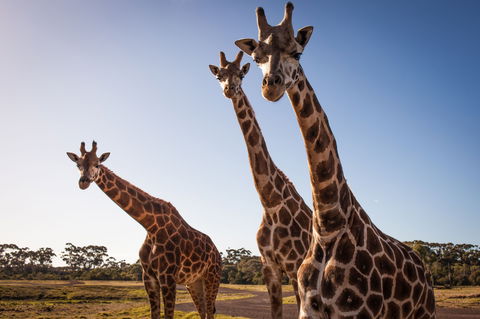 Werribee Open Range Zoo - Tourism Townsville 1