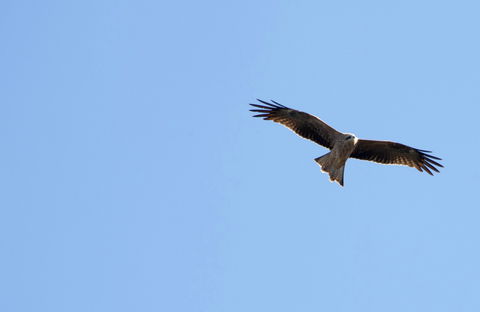 Yanga Lake Red Gum Bird Hide - Tourism Townsville 0