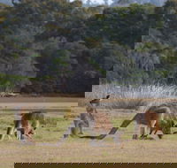 Great Nature Trail - Tourism Townsville