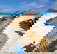Lucky Bay - Tourism Townsville