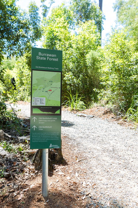 Old Bottlebutt - Tourism Townsville 1