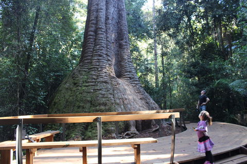 Old Bottlebutt - Tourism Townsville 2