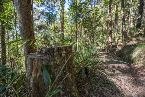 Thylogale Track - Tourism Townsville 0