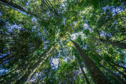 Thylogale Track - Tourism Townsville 1