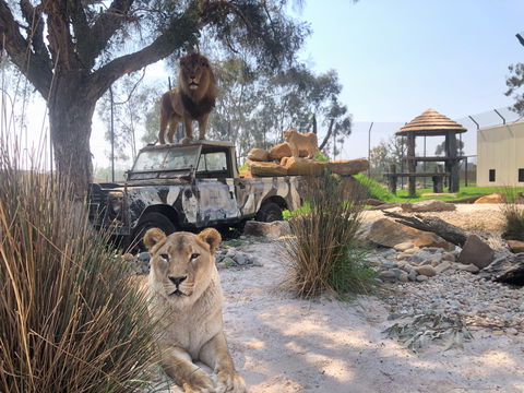 Zambi Wildlife Retreat - Tourism Townsville 0