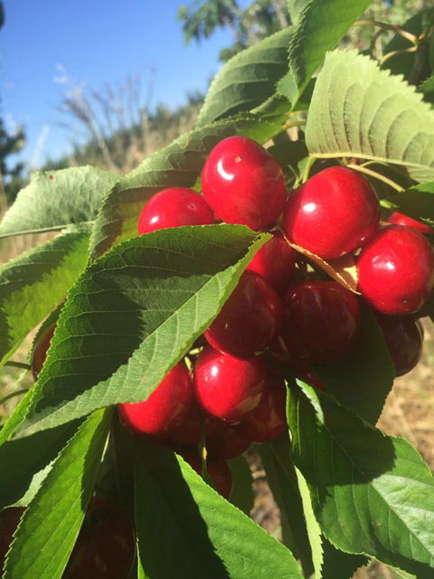 Hill-Lock Orchard - Tourism Townsville 1