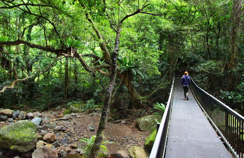 Rainforest Loop Walk, Budderoo National Park - Tourism Townsville 0