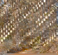 The Great Forest Trees Drive - Tourism Townsville