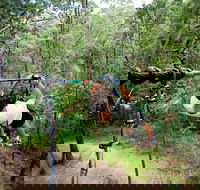 TreeTop Challenge - Tourism Townsville