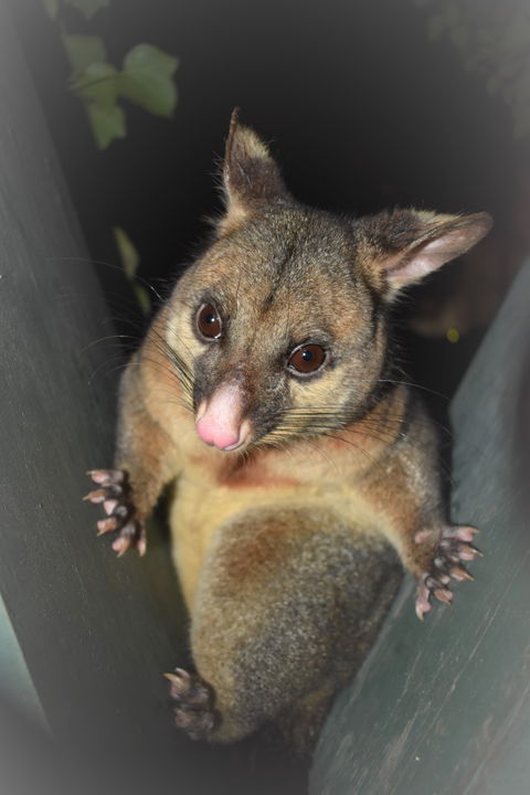 Umpherston Possum Tours - Tourism Townsville 1