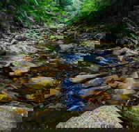 Willi Willi National Park - Tourism Townsville