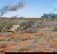 Winnecke Goldfield Cemetery - Tourism Townsville