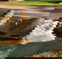 Wombat Statues Moonta