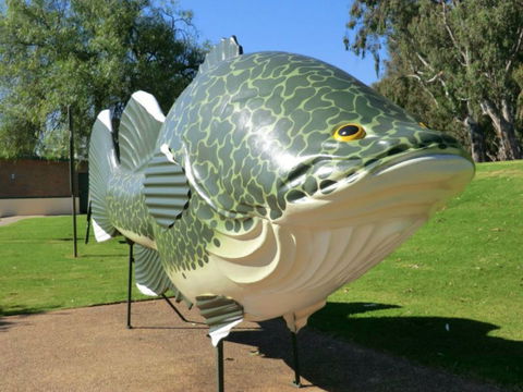 Big Murray Cod - Tourism Townsville 0