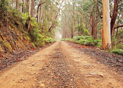 Cycle Mogo State Forest - Tourism Townsville 1