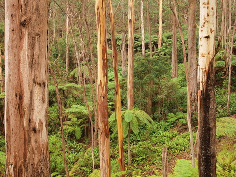 Cycle Mogo State Forest - Tourism Townsville 2