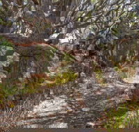 Middle Lagoon Walking Track - Tourism Townsville