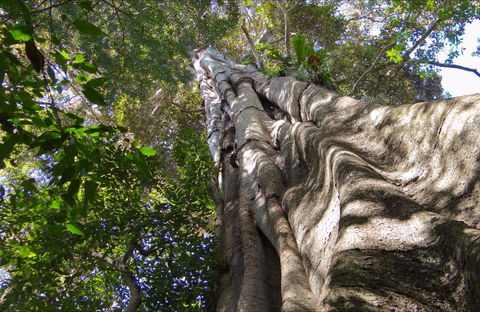 Moore Park Nature Reserve - Tourism Townsville 0