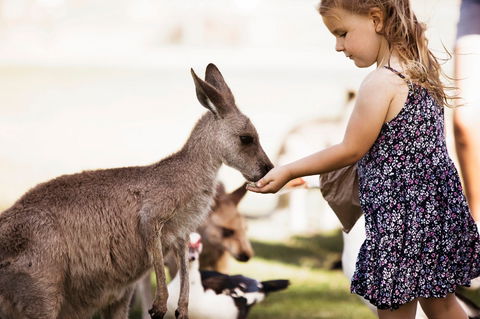 Oakvale Wildlife Park - Tourism Townsville 1