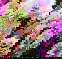 Tinonee Orchid Nursery - Tourism Townsville