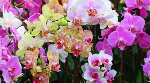 Tinonee Orchid Nursery - Tourism Townsville 0