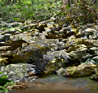 Booyong Walking Track - Tourism Townsville