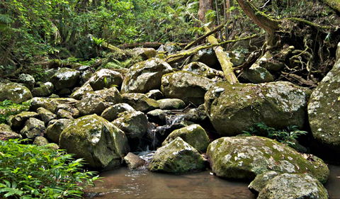 Booyong Walking Track - Tourism Townsville 0