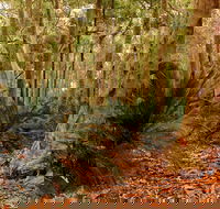 Burrawang Walking Track - Tourism Townsville