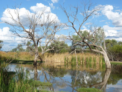 Lagoon Creek - Tourism Townsville 0