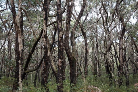 Lookout Hill  Circuit Walk - Tourism Townsville 0