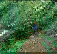 Mount Cougal Springbrook National Park - Tourism Townsville