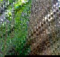 Murray Scrub walking track - Tourism Townsville