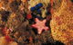 Point Addis Marine National Park - thumb 1