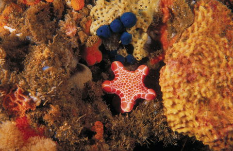 Point Addis Marine National Park - Tourism Townsville 1