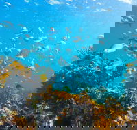 Snorkelling McKenzies Beach - Tourism Townsville