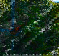 Tamborine Rainforest Skywalk - Tourism Townsville