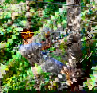 TreeTop Challenge Currumbin Wildlife Sanctuary - Tourism Townsville