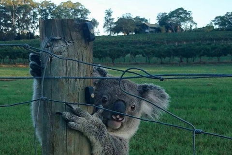 The Secret Vines Experience Port Macquarie - Tourism Townsville 1